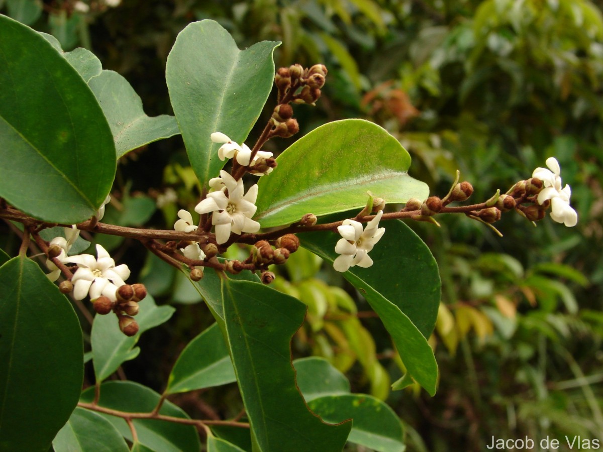 Erycibe paniculata Roxb.